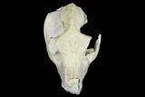 Oreodont (Merycoidodon) Partial Skull - Wyoming #113033-6
